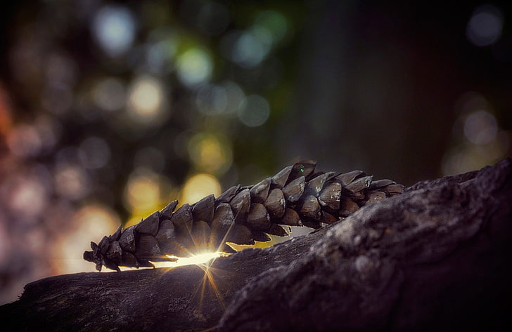 gray pine cone, shallow focus photography of brown dried plant, HD wallpaper