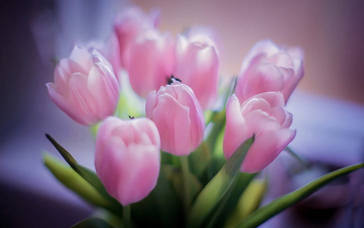 Pink tulips, bouquet flowers, blur background, HD wallpaper