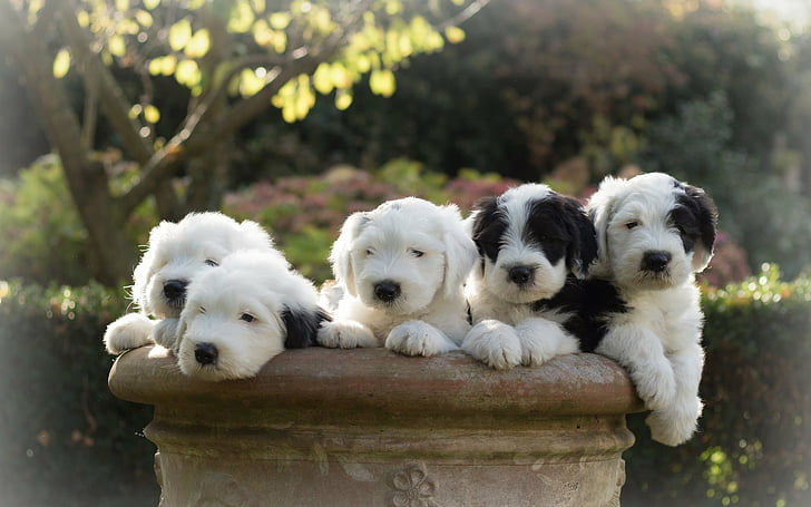 Dogs, Old English Sheepdog, Puppy, HD wallpaper