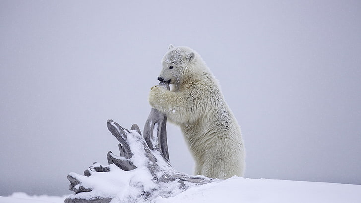 polar bear wallpaper, winter, snow, Alaska, snag, cub, animal themes, HD wallpaper