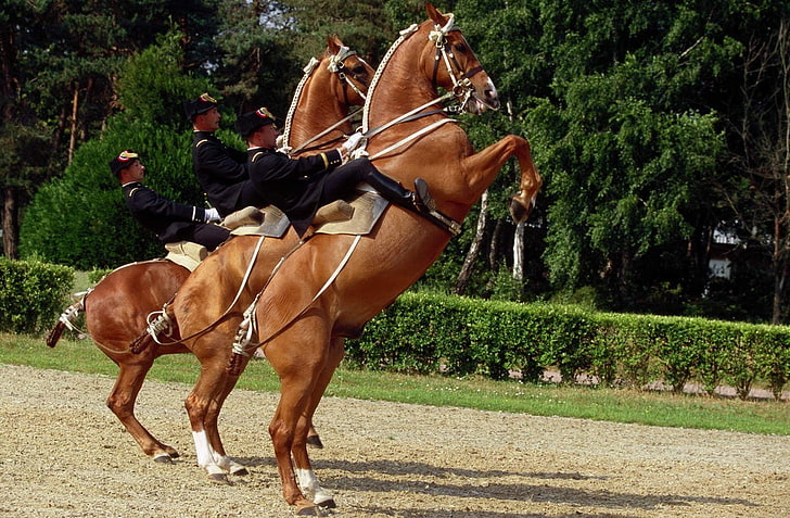 Equitation, horse, Horse Riding, Saumur, mammal, domestic animals, HD wallpaper