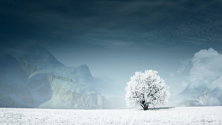 lone tree, lonely tree, sky, freezing, winter, snow, frozen, HD wallpaper