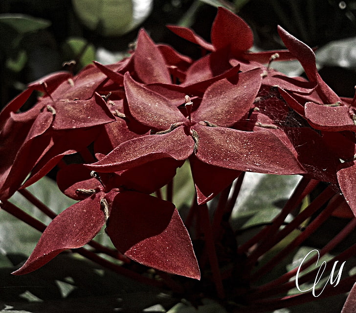 brown and red flower decor, flowers, plant, close-up, beauty in nature
