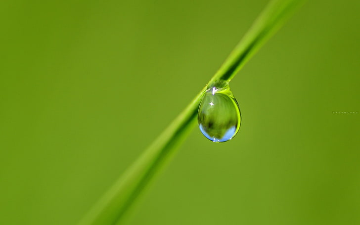 nature, macro, water drops, green color, close-up, plant, no people