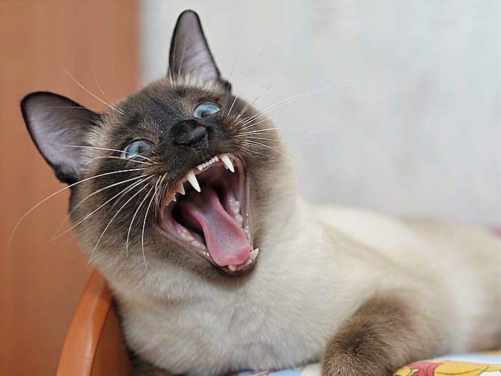 brown siamese cat, face, yawn, teeth, domestic cat, pets, animal themes