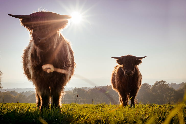 bisons on green fields, Pirna, Sachsen, Schottische, animal, nature