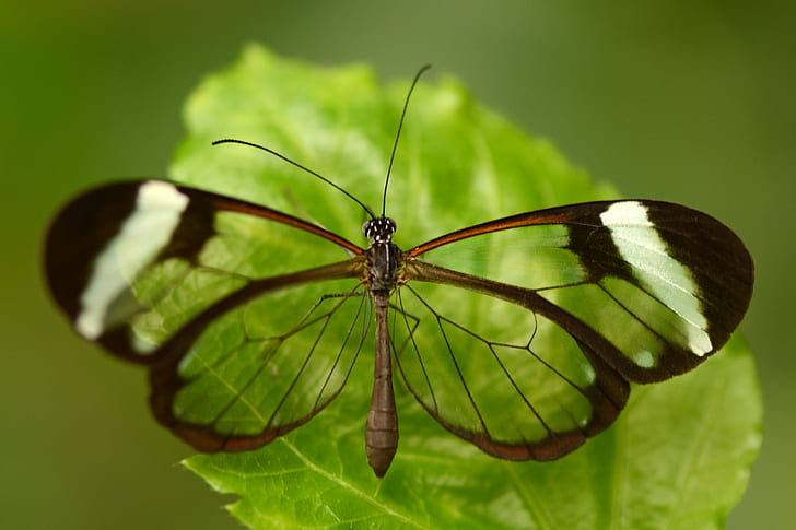 closeup photography of Glasswing Butterfly perching on green leaf, greta, greta