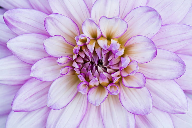 pink Dahlia flower in bloom close-up photo, eden project, eden project, HD wallpaper