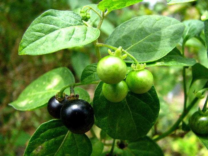 green and black fruits, solanum americanum, solanum americanum