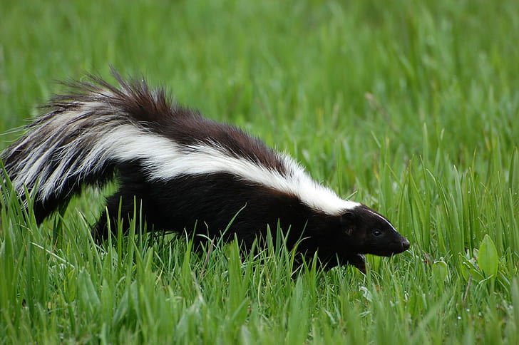 Skunk, black and white skunk, Best s, animals  hd, Amazing Animals, HD wallpaper