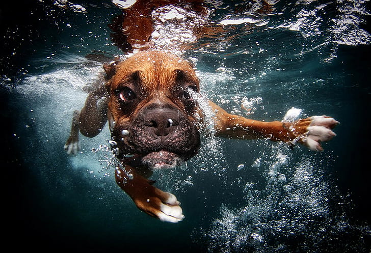 Dog underwater, swimming, bubbles, HD wallpaper