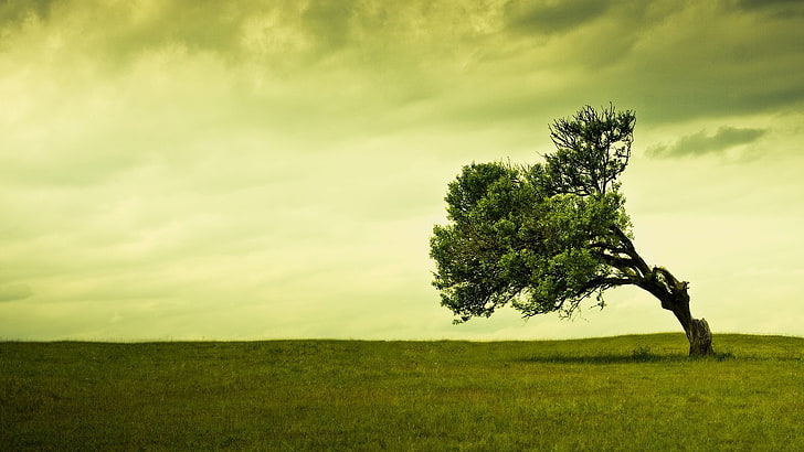 green leafed tree, green leaf tree bending to the side under cloudy sky, HD wallpaper