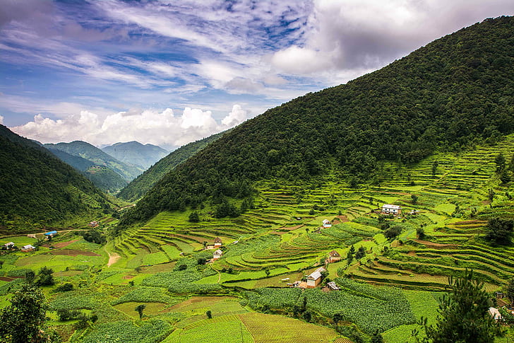 green rice terraces, nepal, nepal, first, roadtrip, rice  paddy  fields, HD wallpaper