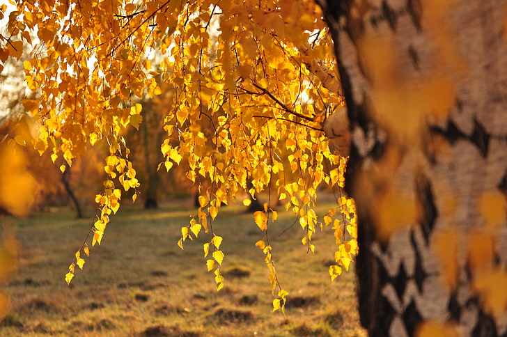 trees, field, yellow, autumn, plant, beauty in nature, growth, HD wallpaper