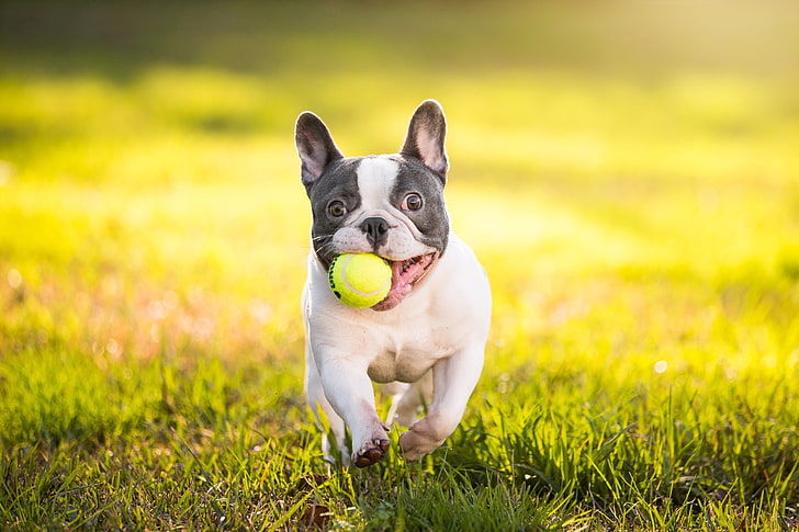 white and black French bulldog puppy, the ball, pets, animal, HD wallpaper