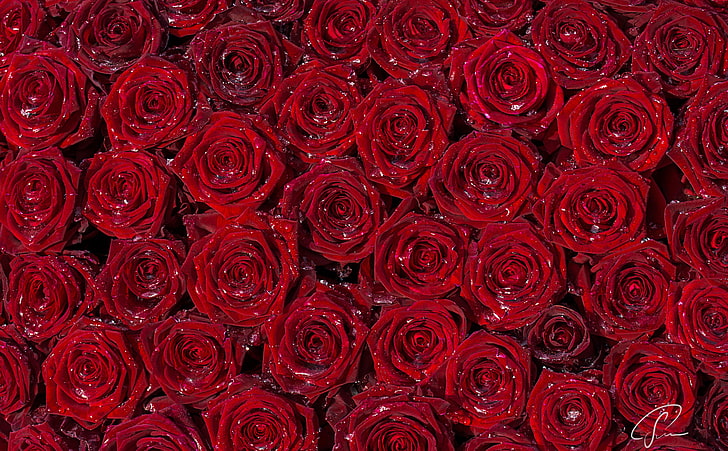 Red Roses Background, red rose bouquet, Love, Flowers, Romantic, HD wallpaper