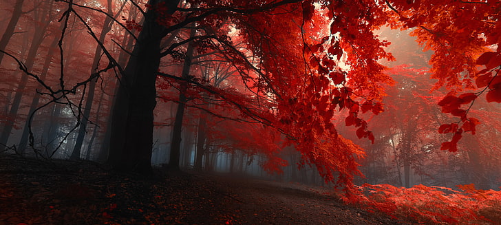 red leafed tree, autumn, forest, leaves, trees, fog, the evening