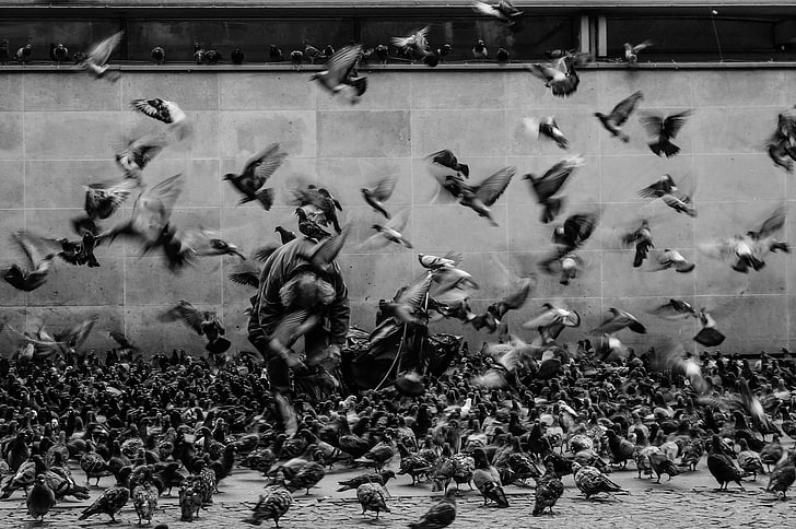 photography, animals, birds, monochrome, pigeons, motion blur