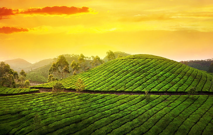 Kerala Forest Wallpapers - Top Free Kerala Forest Backgrounds -  WallpaperAccess