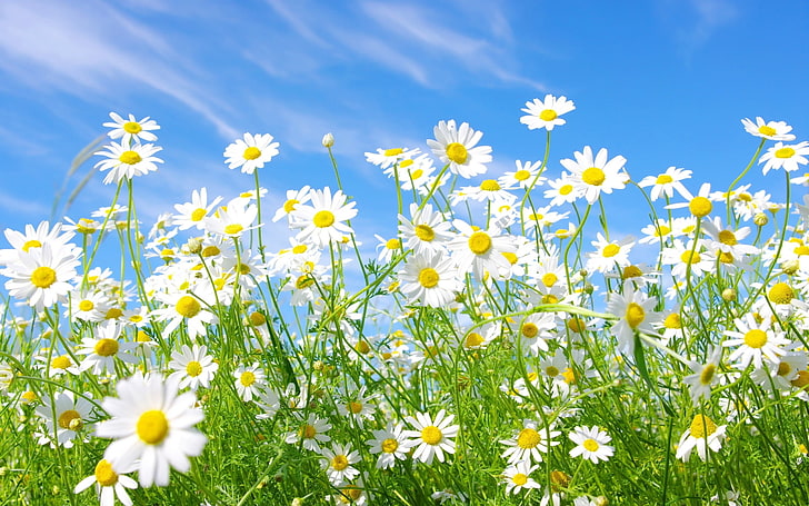bed of white petaled flowers, chamomile, meadow, sunny, green