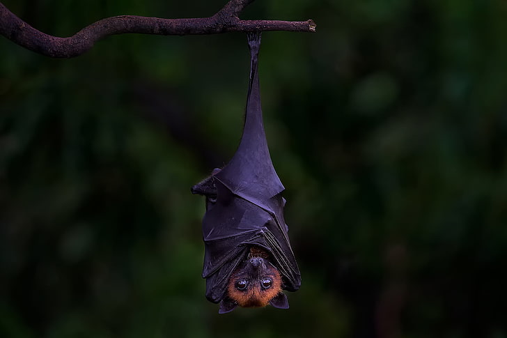 black bat, background, branch, flying Fox, HD wallpaper