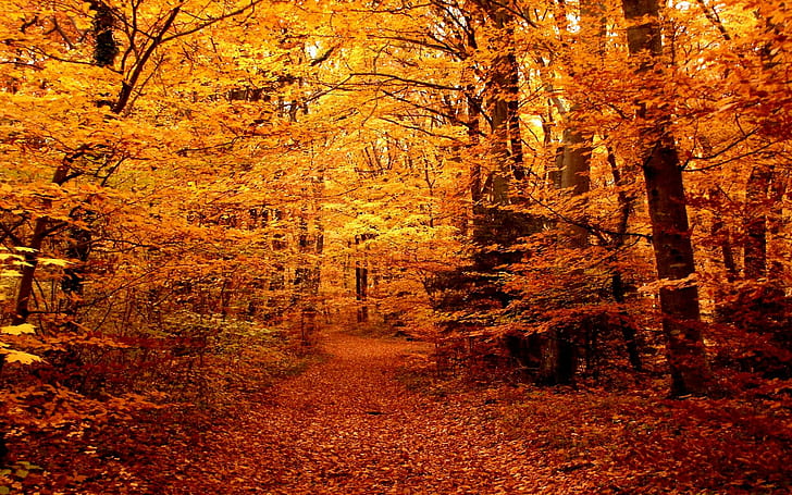 Autumn Forest Path, orange leaf trees, colors, 3d and abstract, HD wallpaper
