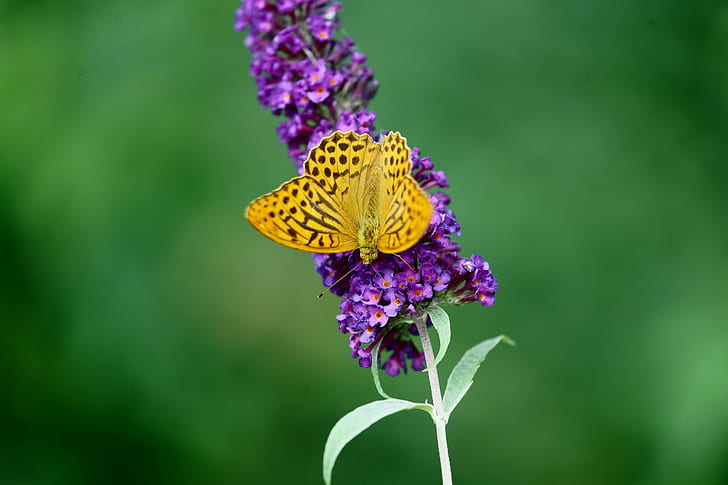 focus photography of yellow and black Butterfly on Lavender, Schmetterling, HD wallpaper