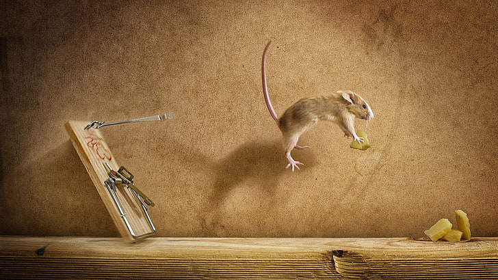 gray rodent jumps near mouse trap, creativity, animal, animal themes