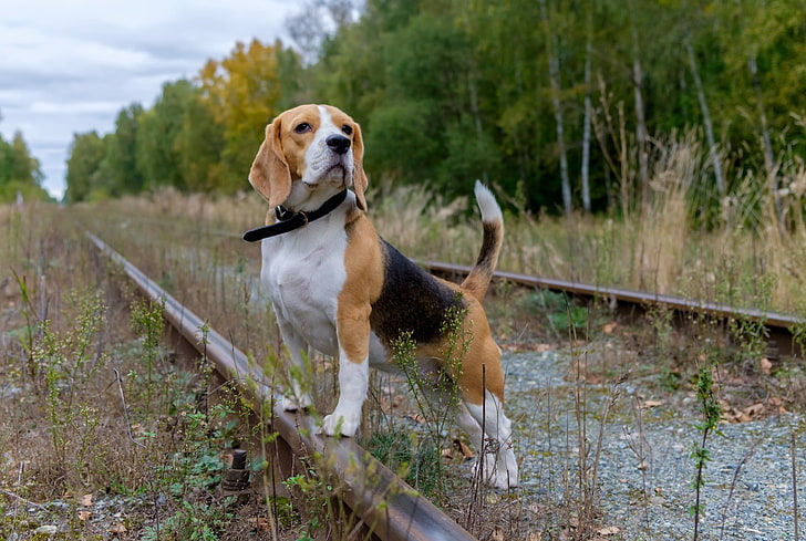 adult tricolored beagle, railway, animals, dog, canine, pets