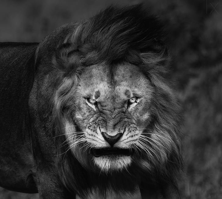 angry, king, nature, big cats, lion, animals, Fury, monochrome, HD wallpaper