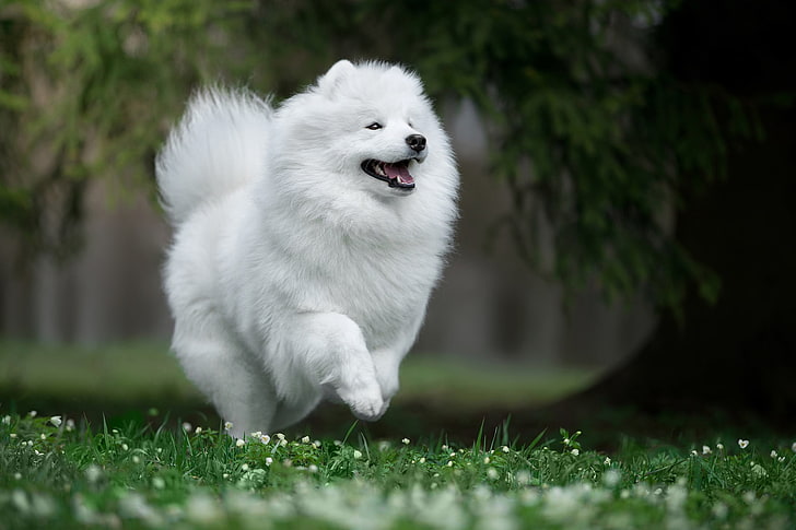 long-coated white dog, joy, nature, mood, walk, Samoyed, Samoyed husky, HD wallpaper