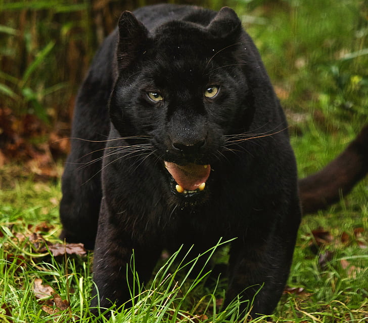 Black leopard, Animal, big cat