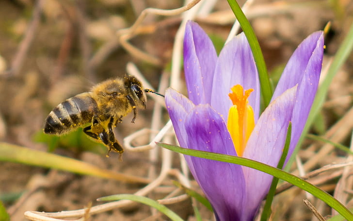 Honey bee near petaled flower during day, spring, Kranjska, Carniolan honey bee