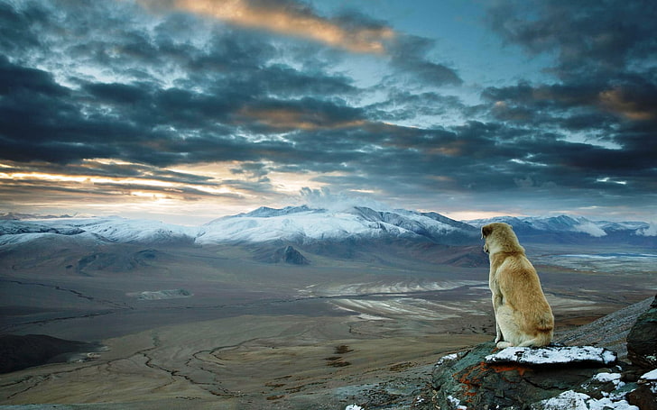 short-coated medium-breed tan dog, nature, landscape, mountains
