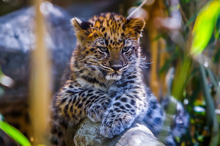 brown and black leopard kit, baby, look, predator, wildlife, animal, HD wallpaper