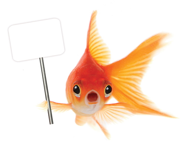 common goldfish, poster, sign, animal, pets, fishbowl, underwater, HD wallpaper