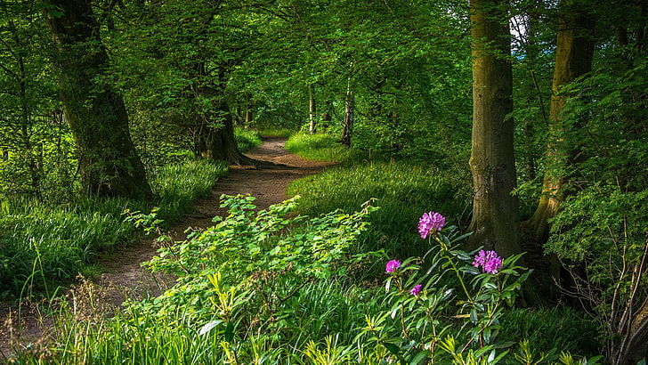 path, forest path, green forest, green leaves, pathway, nature, HD wallpaper