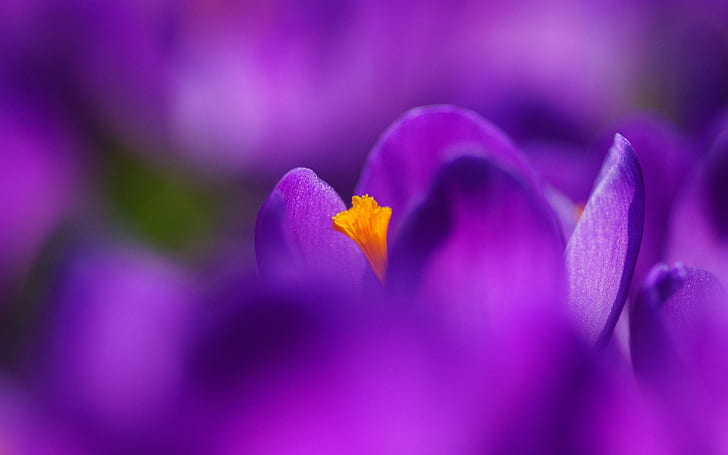 Flower macro photography, purple crocus, petals, HD wallpaper