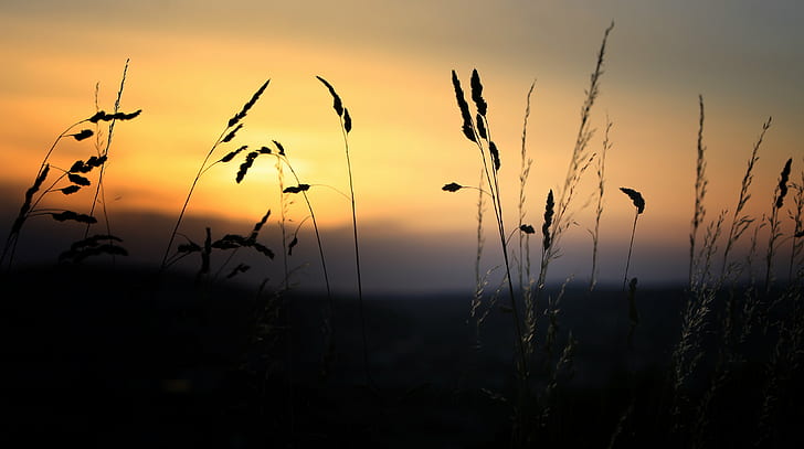 silhouette of grass, sunset, summer, canon, 70-200mm, nature, HD wallpaper