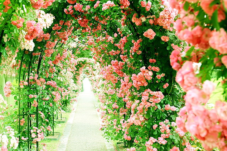 Beautiful Nature Spring Flower Wallpaper Datasrc  Iphone Wallpaper Spring   1080x1920 Wallpaper  teahubio