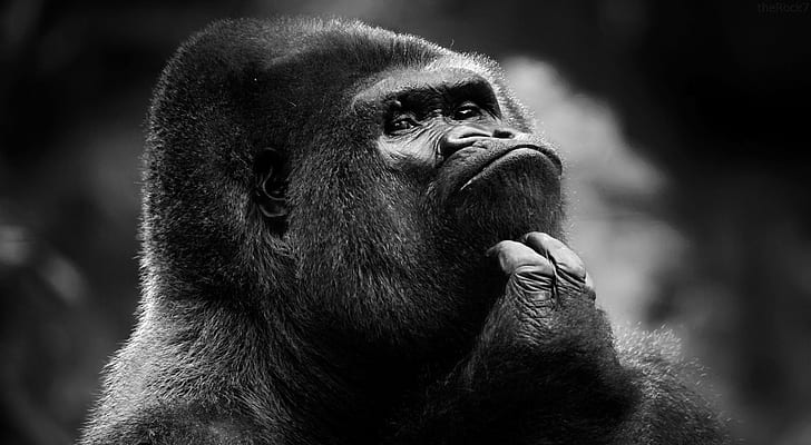 Gorilla, silver back gorilla, black and white, HD wallpaper