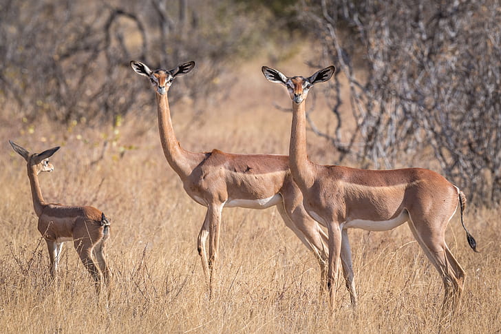 antelope, African, gerenuk, giraffidae Gazelle, HD wallpaper