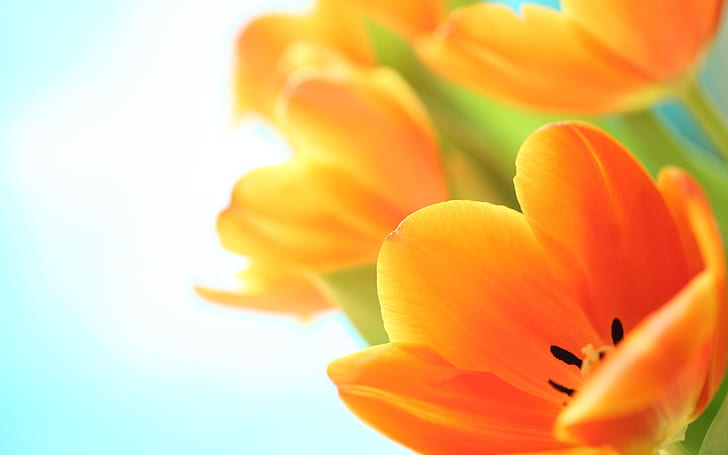 Flowers spring tulips, HD wallpaper