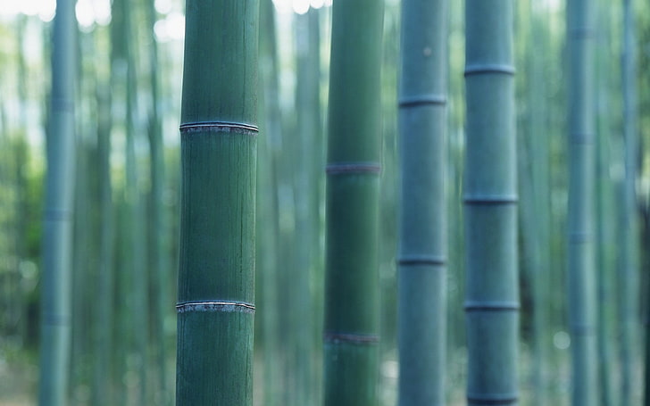 green bamboo trees, plants, wood, closeup, green color, bamboo - plant, HD wallpaper