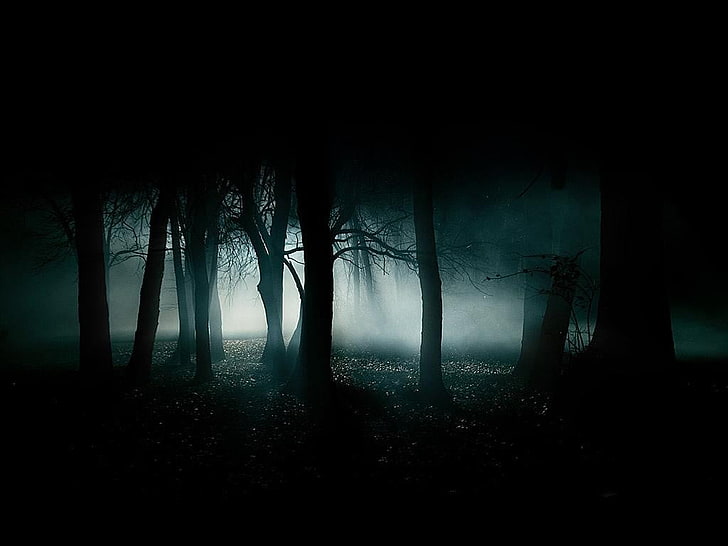 tree trunk, dark, mist, trees, night, fog, plant, spooky, forest, HD wallpaper