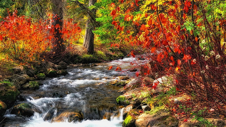 autumn colors, autumn leaves, colorful leaves, creek, stream, HD wallpaper