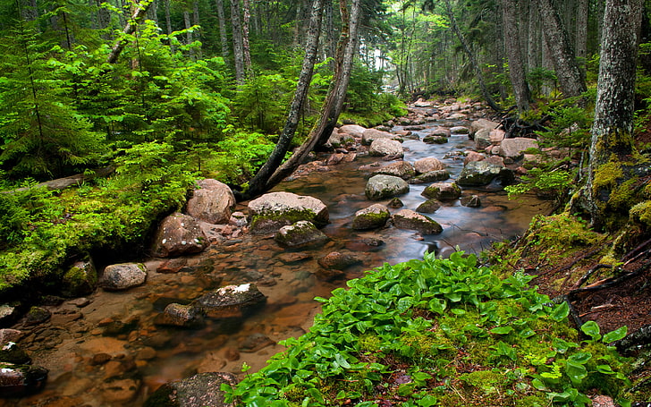 Small Nature Forest River With Clear Transparent Water, Stones, Trees And Green Vegetation Hd High Resolution Wallpaper