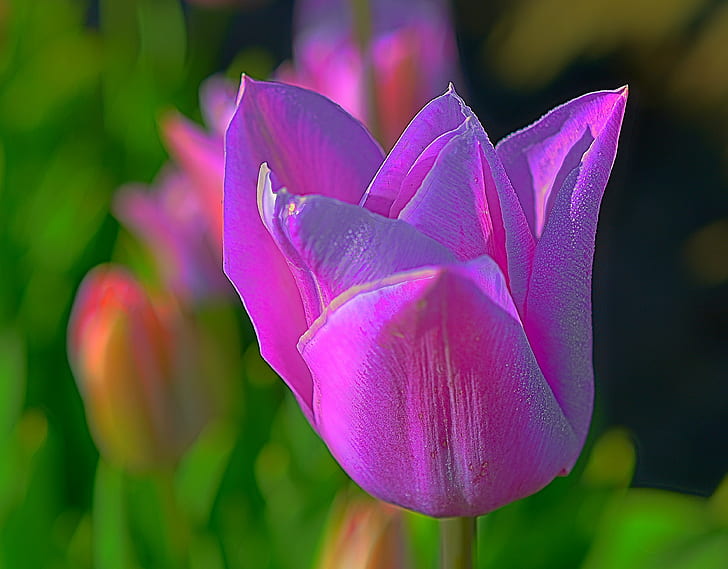 macro shot of pink Tulip flower, Prince, Purple, Woodburn  Oregon, HD wallpaper