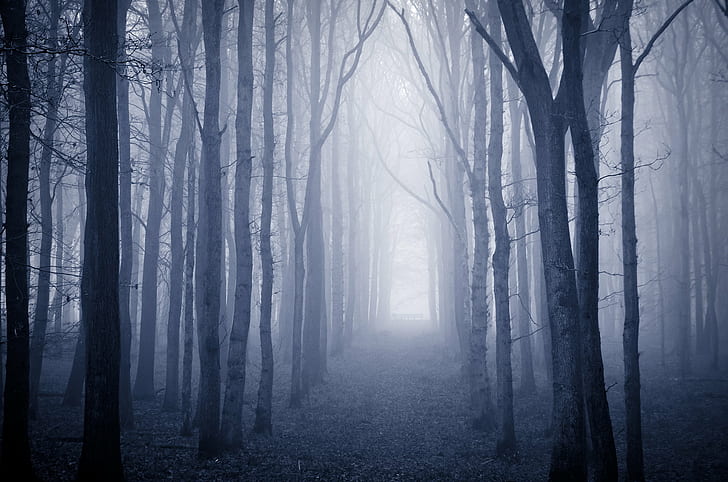 trees covered in fog, Hertfordshire, UK, Ashridge Park, zing fog