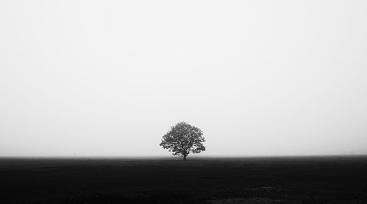 greyscale photo of tree, monochrome, photography, symmetry, trees, HD wallpaper